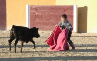  Young bullfighter 